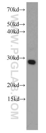 RCAS1 Antibody in Western Blot (WB)