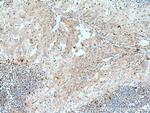 Transferrin Antibody in Immunohistochemistry (Paraffin) (IHC (P))