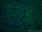 Transferrin Antibody in Immunohistochemistry (PFA fixed) (IHC (PFA))