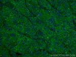 Transferrin Antibody in Immunohistochemistry (PFA fixed) (IHC (PFA))