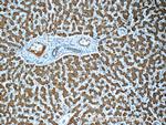 Transferrin Antibody in Immunohistochemistry (Paraffin) (IHC (P))