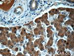 Transferrin Antibody in Immunohistochemistry (Paraffin) (IHC (P))