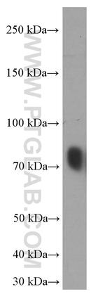 Transferrin Antibody in Western Blot (WB)