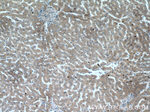 Transferrin Antibody in Immunohistochemistry (Paraffin) (IHC (P))