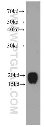 CNPY2/MSAP Antibody in Western Blot (WB)