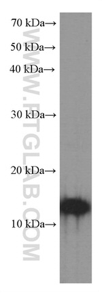 CNPY2/MSAP Antibody in Western Blot (WB)