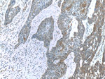 USP13 Antibody in Immunohistochemistry (Paraffin) (IHC (P))