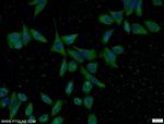 PSMD4 Antibody in Immunocytochemistry (ICC/IF)