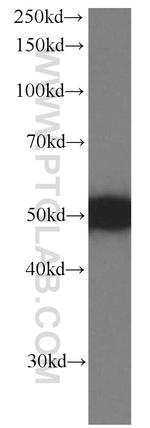 PSMD4 Antibody in Western Blot (WB)