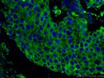 CD71 Antibody in Immunohistochemistry (PFA fixed) (IHC (PFA))