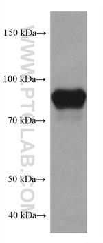 CD71 Antibody in Western Blot (WB)