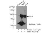 CD71 Antibody in Immunoprecipitation (IP)