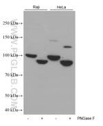 CD71 Antibody in Western Blot (WB)