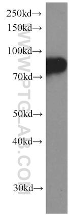 CD71 Antibody in Western Blot (WB)