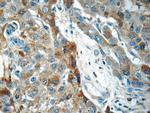 LBP Antibody in Immunohistochemistry (Paraffin) (IHC (P))