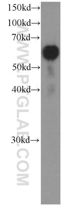 LBP Antibody in Western Blot (WB)