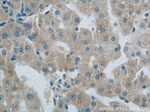 LBP Antibody in Immunohistochemistry (Paraffin) (IHC (P))