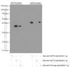 HSP70 Antibody in Western Blot (WB)