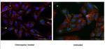 P62/SQSTM1 Antibody in Immunocytochemistry (ICC/IF)