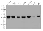 Cytokeratin 18 Antibody in Western Blot (WB)