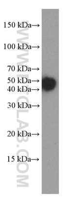 Cytokeratin 18 Antibody in Western Blot (WB)