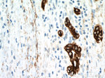 Cytokeratin 18 Antibody in Immunohistochemistry (Paraffin) (IHC (P))