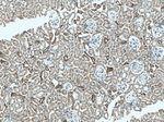 Cytokeratin 18 Antibody in Immunohistochemistry (Paraffin) (IHC (P))