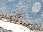 Cytokeratin 18 Antibody in Immunohistochemistry (Paraffin) (IHC (P))