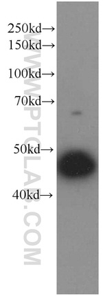 Cytokeratin 18 Antibody in Western Blot (WB)