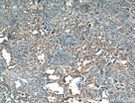 STIM1 Antibody in Immunohistochemistry (Paraffin) (IHC (P))