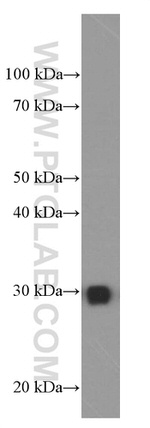 VAPB Antibody in Western Blot (WB)