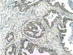 GSNOR/ADH5 Antibody in Immunohistochemistry (Paraffin) (IHC (P))