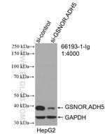 GSNOR/ADH5 Antibody in Western Blot (WB)