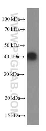 GSNOR/ADH5 Antibody in Western Blot (WB)