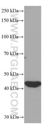 IDH1 Antibody in Western Blot (WB)