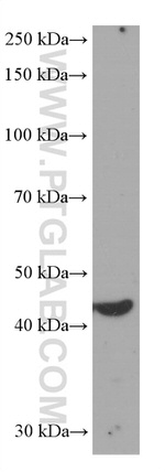 IDH1 Antibody in Western Blot (WB)