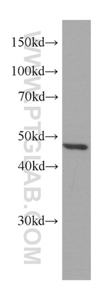 IDH1 Antibody in Western Blot (WB)