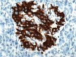 Insulin Antibody in Immunohistochemistry (Paraffin) (IHC (P))