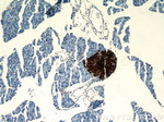 Insulin Antibody in Immunohistochemistry (Paraffin) (IHC (P))