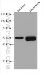 acetylated Tubulin(Lys40) Antibody in Western Blot (WB)