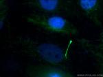 acetylated Tubulin(Lys40) Antibody in Immunocytochemistry (ICC/IF)