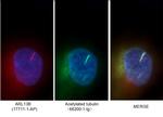 acetylated Tubulin(Lys40) Antibody in Immunocytochemistry (ICC/IF)