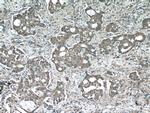 acetylated Tubulin(Lys40) Antibody in Immunohistochemistry (Paraffin) (IHC (P))