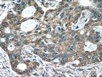 acetylated Tubulin(Lys40) Antibody in Immunohistochemistry (Paraffin) (IHC (P))