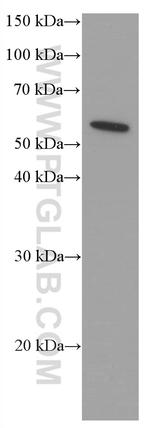 acetylated Tubulin(Lys40) Antibody in Western Blot (WB)