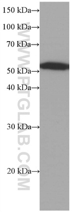 acetylated Tubulin(Lys40) Antibody in Western Blot (WB)