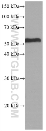 acetylated Tubulin(Lys40) Antibody in Western Blot (WB)