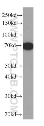 BSA Antibody in Western Blot (WB)