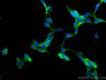 SERPINE2 Antibody in Immunocytochemistry (ICC/IF)