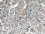 SERPINE2 Antibody in Immunohistochemistry (Paraffin) (IHC (P))